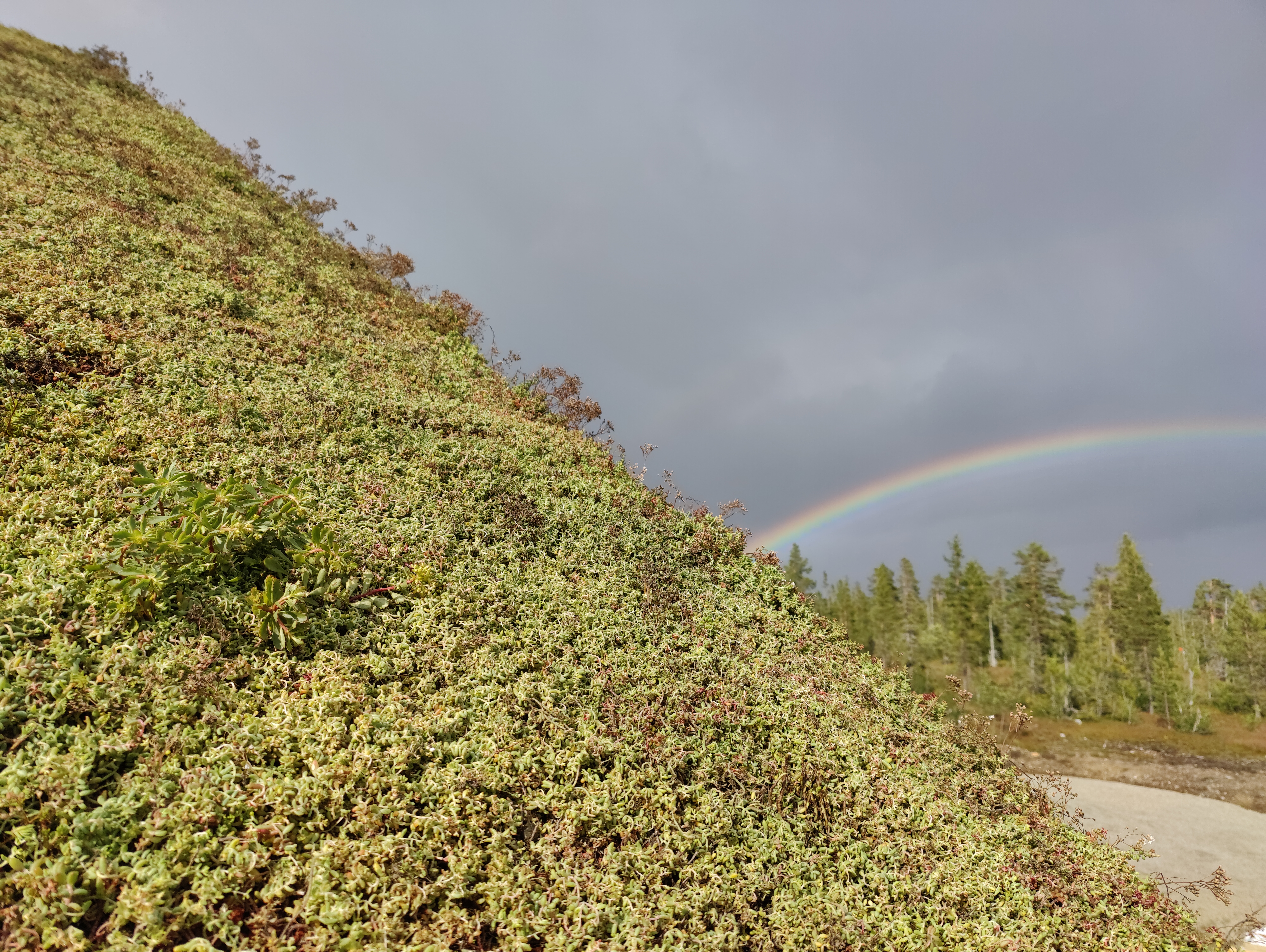 Sedum
